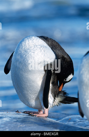 Pinguino Gentoo preening, Peterman Island, Antartide Foto Stock