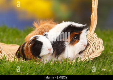 In Perù Guinea Pig, tartaruga-e-bianco, e giovani Sheltie cavia Foto Stock