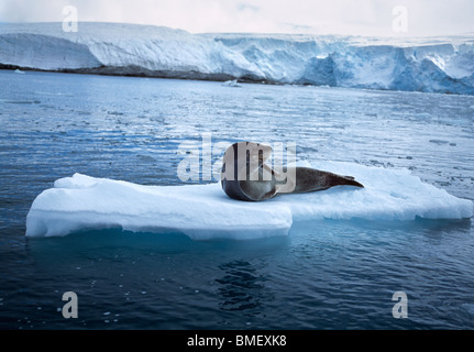 Guarnizione di Leopard su ghiaccio floe, Palmer station, Antartide Foto Stock