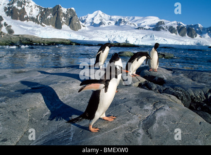 I pinguini di Gentoo, Peterman Island, Antartide Foto Stock