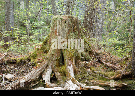 Decadendo ceppo di albero nella foresta di Lincoln, New Hampshire USA. Foto Stock