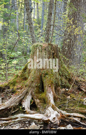 Decadendo ceppo di albero nella foresta di Lincoln, New Hampshire USA. Foto Stock