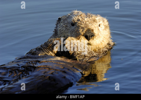 Stock photo closeup di california sea otter (Enhydra lutris) nell'acqua, moss landing, elkhorn slough, california, maggio 2010. Foto Stock