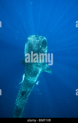 Squalo Balena, Honda Bay, PALAWAN FILIPPINE Foto Stock