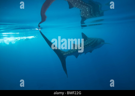 Squalo Balena, Honda Bay, PALAWAN FILIPPINE Foto Stock