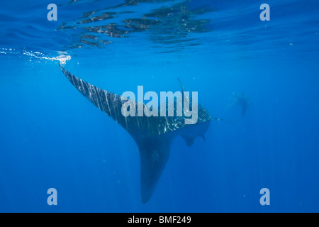 Gli squali balena, Honda Bay, PALAWAN FILIPPINE Foto Stock