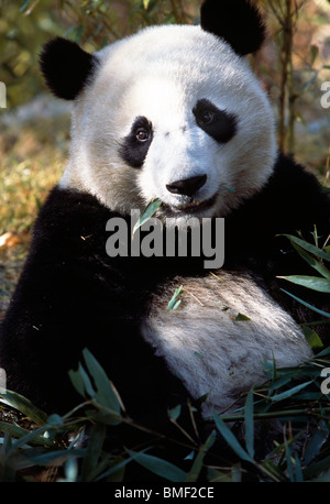 Panda gigante di mangiare il bambù, Sichuan, in Cina Foto Stock
