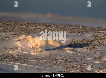 Volpe Artica, Cape Churchill, Manitoba, Canada. Foto Stock