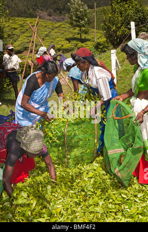India Kerala, Munnar, donne raccoglitrici di sacchetti di farcitura con appena raccolto le foglie di tè Foto Stock