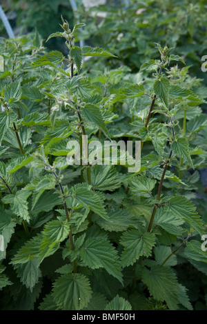 Comune o di ortica ortica, Urtica dioica. Hampshire, Inghilterra. Foto Stock