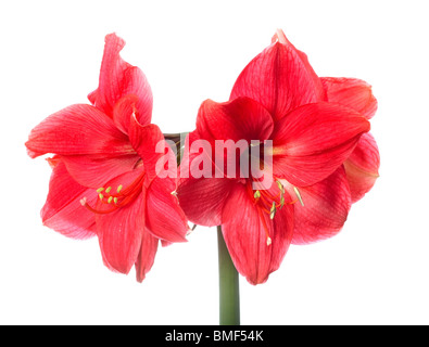 Amarilis isolato Foto Stock