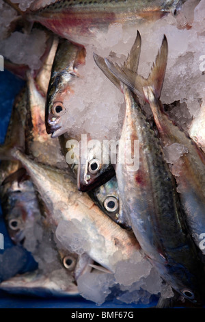 India Kerala, Kochi, Fort Cochin, Mattina mercato del pesce, pesce conservato in ghiaccio per la vendita Foto Stock
