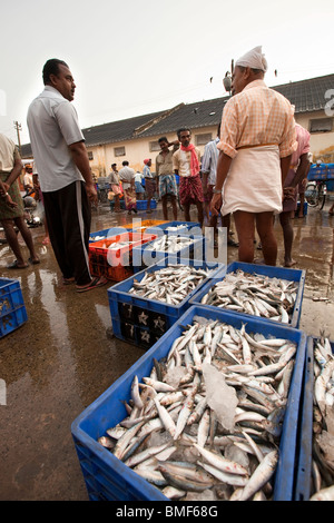 India Kerala, Kochi, Fort Cochin, Mattina mercato del pesce, scatole di pesce ordinati per la vendita Foto Stock