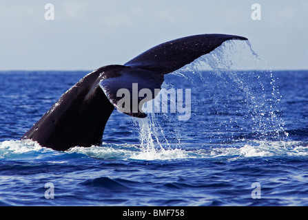 Le goccioline di acqua di fluire una megattera di coda come immersioni, Maui, Hawaii. Foto Stock