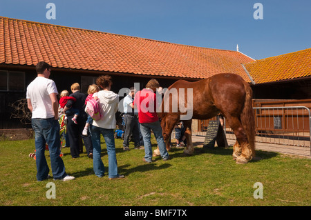 Principali il Suffolk Punch horse presso l'Easton Farm Park a Easton , Woodbridge , Suffolk , Inghilterra , Gran Bretagna , Regno Unito Foto Stock