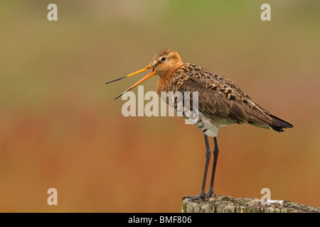 Nero-tailed godwit (Limosa limosa) chiamando per adulti con becco aperto su lookout post in area di allevamento Paesi Bassi, Europa Foto Stock