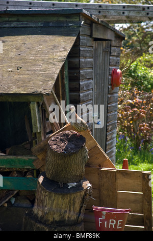Un Rosso Pernici appollaiato su un registro di trinciatura accanto a un capannone di legno. Foto Stock