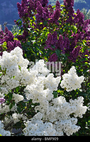 Fiori lilla (Syringa vulgaris) Foto Stock