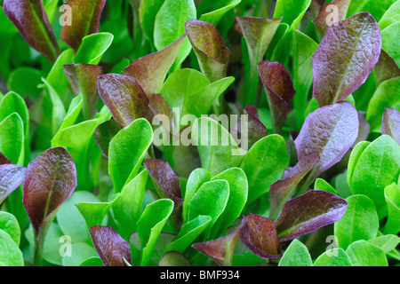 Close up di verde e rosso borgogna germogli di lattuga crescente Foto Stock