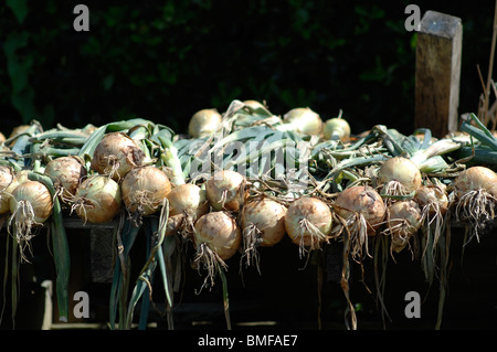 Le cipolle di essiccazione al sole caldo Foto Stock