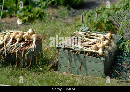 Le cipolle di essiccazione al sole caldo Foto Stock