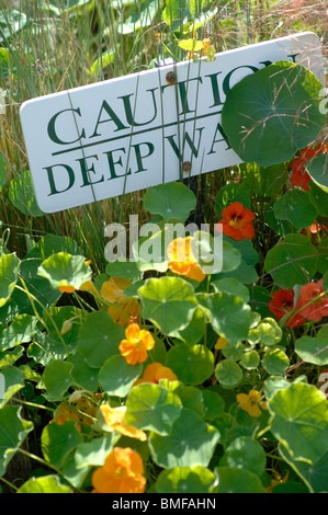 Nasturtiums il Tropaeolum Foto Stock