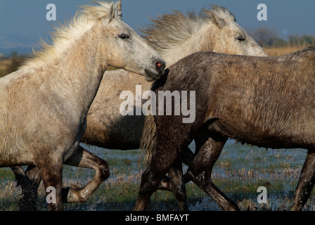 Cavalli Camargue in esecuzione nella palude; Camargue; Bouches du Rhône; Francia Foto Stock