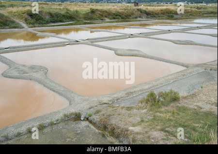 Marais salants de Guérande - Sale evaporazione stagni, Pays de Loire, Francia Foto Stock