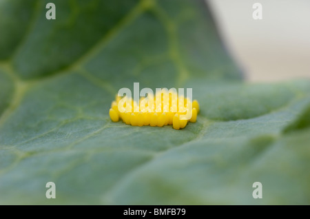 Grande farfalla bianca uova, Sarcococca brassicae, sulla foglia di cavolo Foto Stock