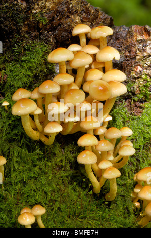 Ciuffo di zolfo, Hypholoma fasiculare, funghi che crescono su ceppo di albero Foto Stock
