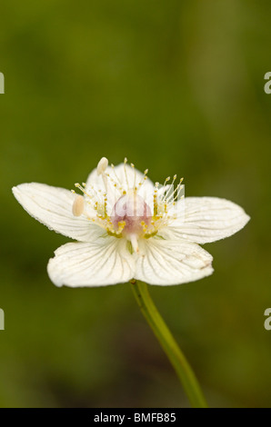 Erba-di-Parnaso, Parnassia palustris, fioriti in zona umida della palude Foto Stock