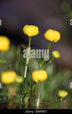 Globe Flower Trollius europeus Teesdale superiore della Contea di Durham Foto Stock