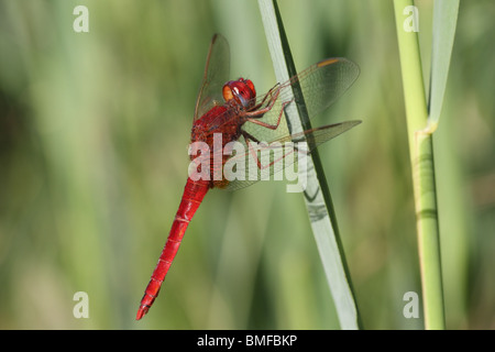 Maschio a forma di libellula scarlatta Crocothemis erythraea Foto Stock