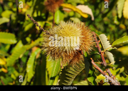 Mature castagne su albero , Igualeja, Serrania de Ronda, provincia di Malaga, Andalusia, Spagna, Europa occidentale. Foto Stock