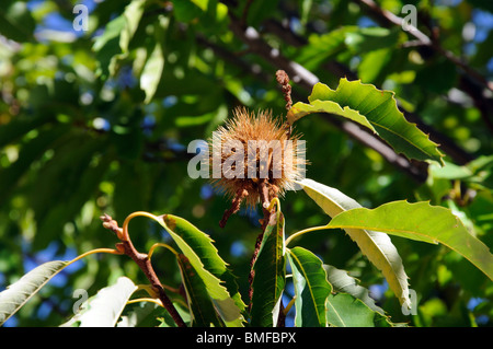 Mature castagne il tree , Igualeja, Serrania de Ronda, provincia di Malaga, Andalusia, Spagna, Europa occidentale. Foto Stock