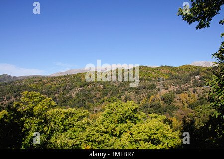 Alberi di castagno con la montagna verso la parte posteriore, Igualeja, Serrania de Ronda, provincia di Malaga, Andalusia, Spagna, Europa occidentale. Foto Stock