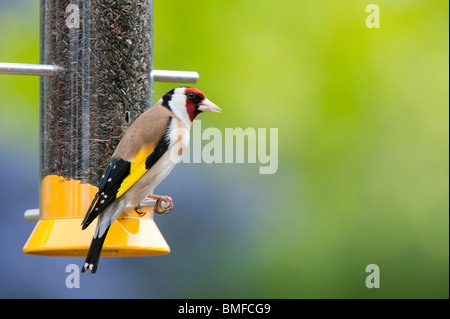 Cardellino su un uccello nyjer alimentatore di semi in un giardino Foto Stock