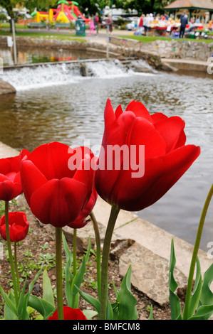 Tulipani rossi a lato del fiume che scorre per Dawlish Foto Stock