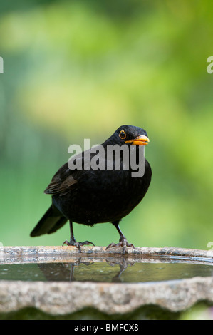 Turdus merula . Merlo maschio in piedi su un Bagno uccelli Foto Stock