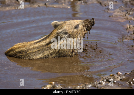 Il Cinghiale maialino prendendo un bagno di fango - Sus scrofa Foto Stock