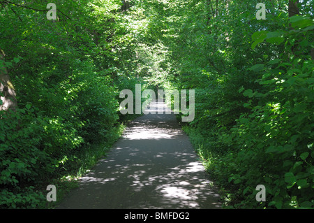 A piedi attraverso il verde di alberi nel parco della città Foto Stock