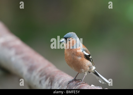 Fringuello maschio sul ramo Foto Stock