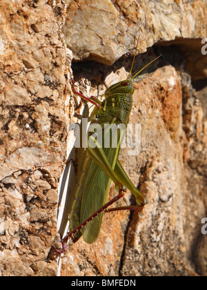 Giant Locust sulle pietre della Grande Muraglia della Cina Foto Stock