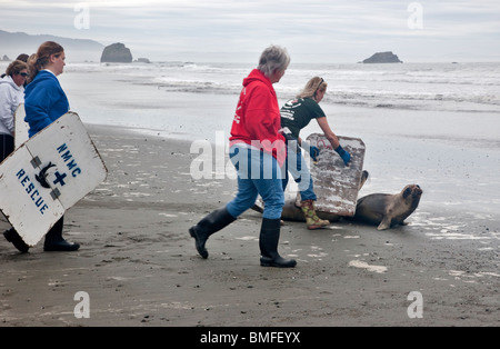 Volontari rilasciando salvato riabilitato 'Steller' leoni di mare, yearling' nel pacifico, California. Foto Stock
