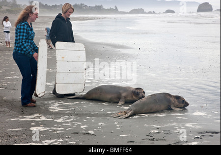Volontari rilasciando salvato riabilitato 'Steller' leoni di mare " un anno:' nel pacifico, California. Foto Stock