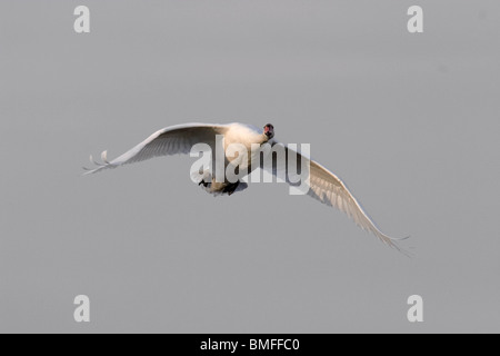 Cigno in arrivo per un atterraggio a sunrise Foto Stock