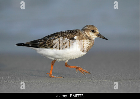 I capretti Voltapietre correre sulla spiaggia all'alba Foto Stock