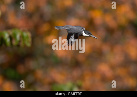 Voce maschile Belted Kingfisher in volo nel Central Park in autunno Foto Stock