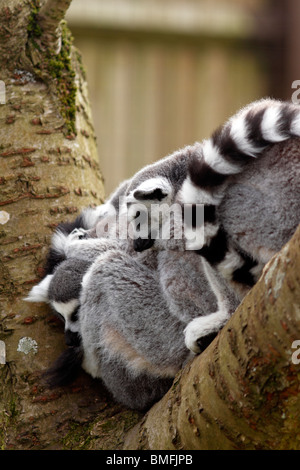Gruppo familiare di anello Tailed lemuri, dormendo Foto Stock
