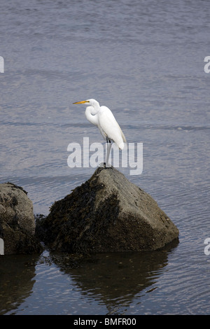 Airone bianco maggiore nonbreeding permanente degli adulti su grandi alghe e barnacle incrostati di roccia. Foto Stock